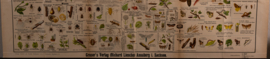 Schadelijke insecten
