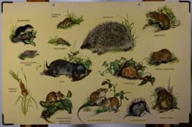 Muis Egel