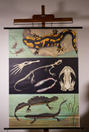 Vuur en Kamsalamander