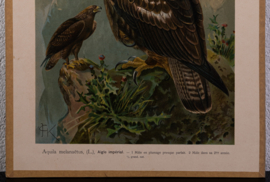 Keizerarend  Litho