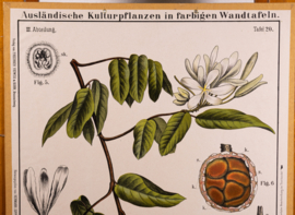Schonbluhende Kautschukliane