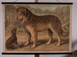 Honden
