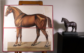 Paard anatomie