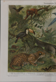 Neotropische Fauna