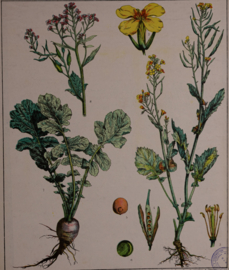 Botanisch  2