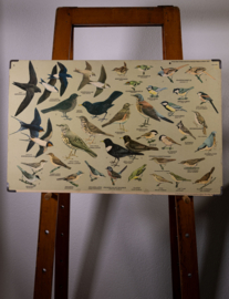 Zangvogels 1