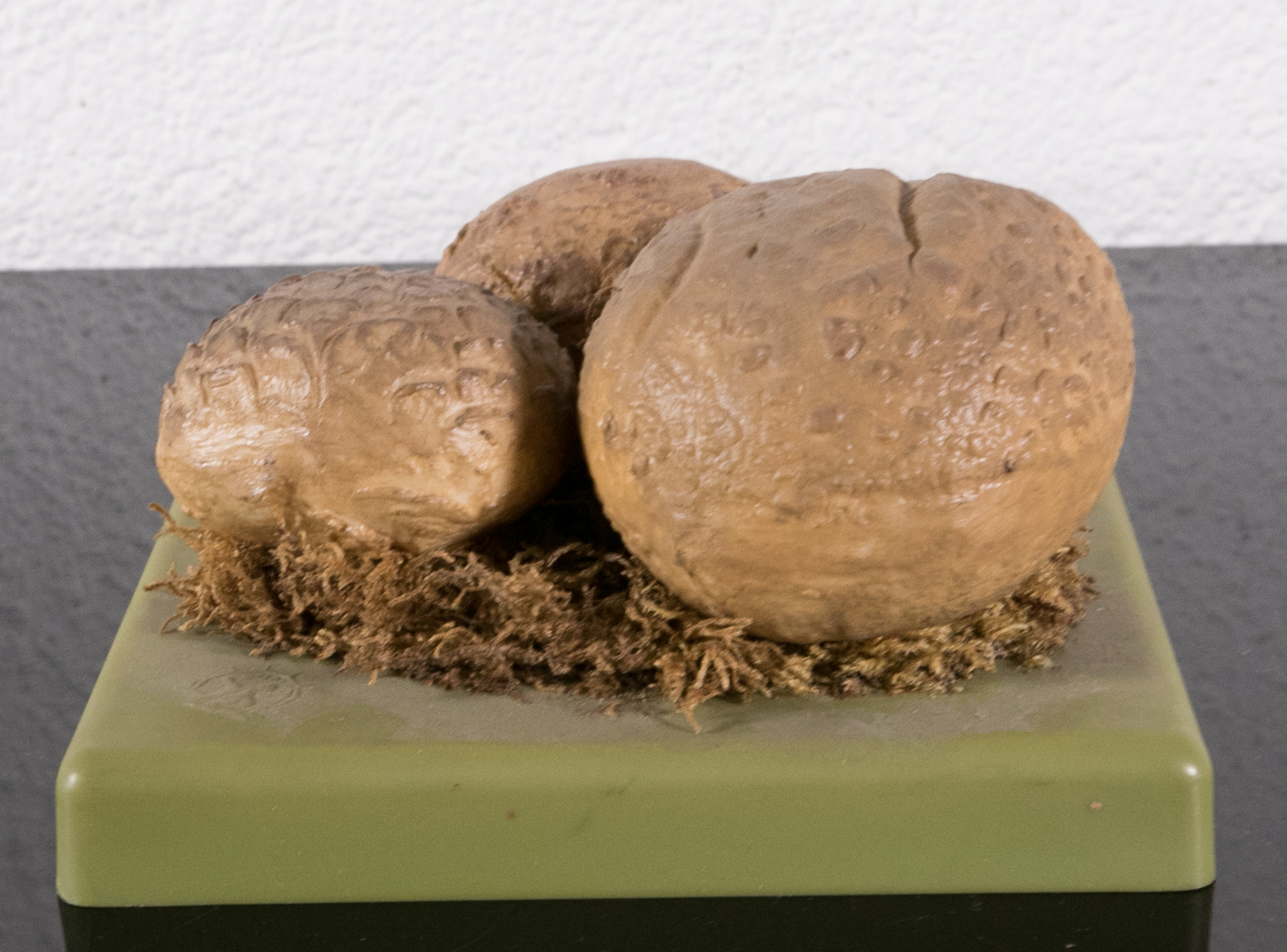 Sclederma Vulgare