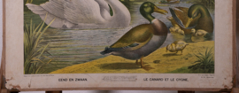 Eend en zwaan