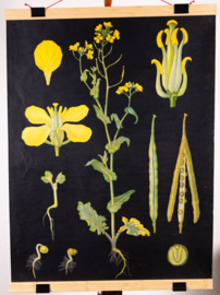 Koolzaad Litho