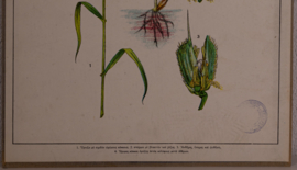 Botanisch  7