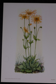6 Plaatjes Botanisch