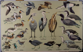 Strandlopers en weidevogels