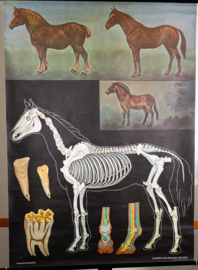 Paard