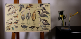 Strandlopers en weidevogels