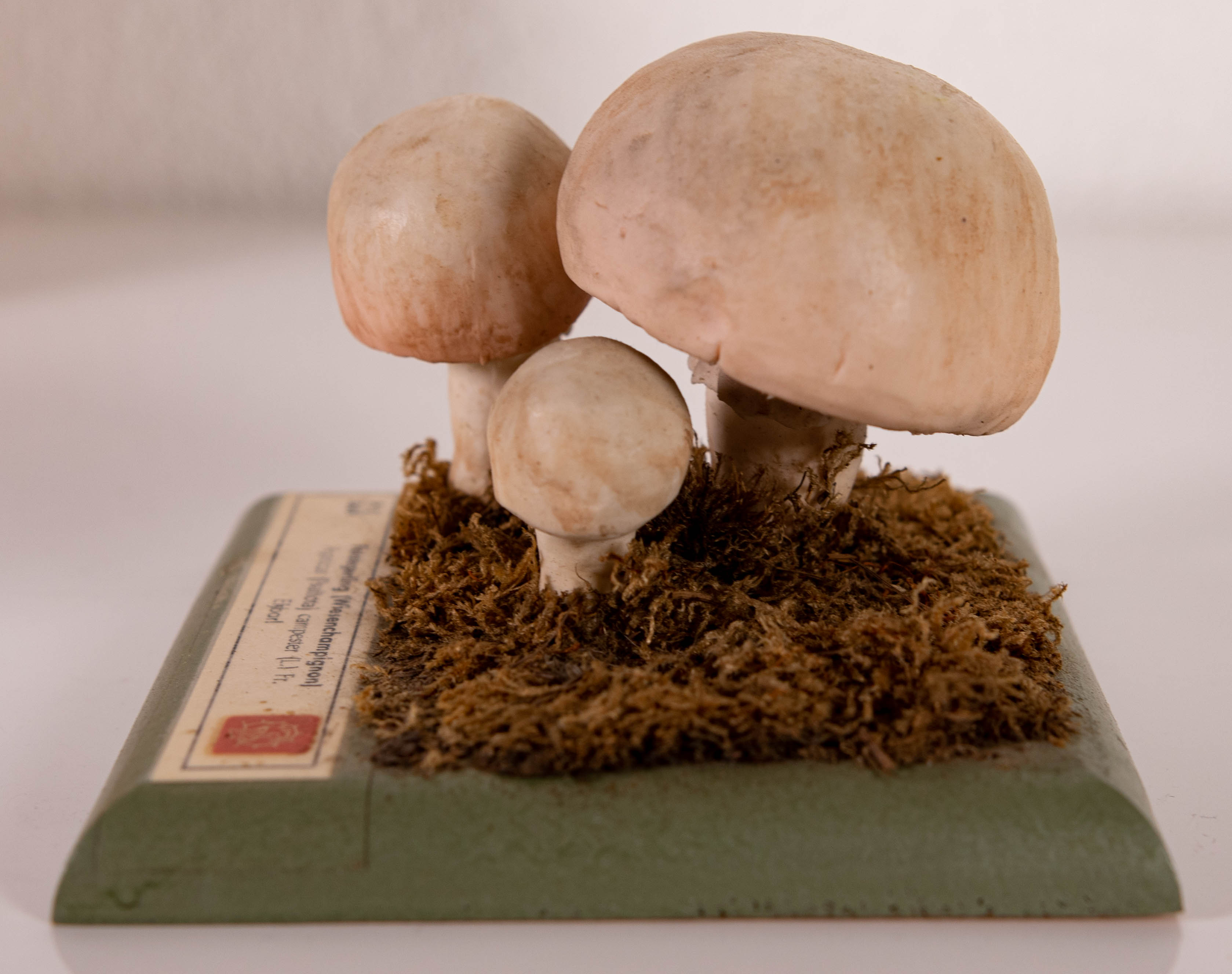 Agaricus (Psalliota) Compester