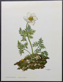 4 Schoolplaatjes    Botanisch  4