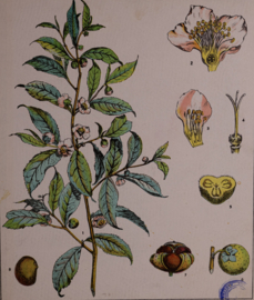 Botanisch  6