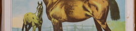 Paard en veulen