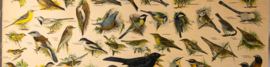 Zangvogels