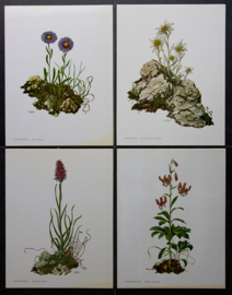 4 Schoolplaatjes    Botanisch  2