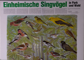 Zangvogels oa Wielewaal en Goudvink