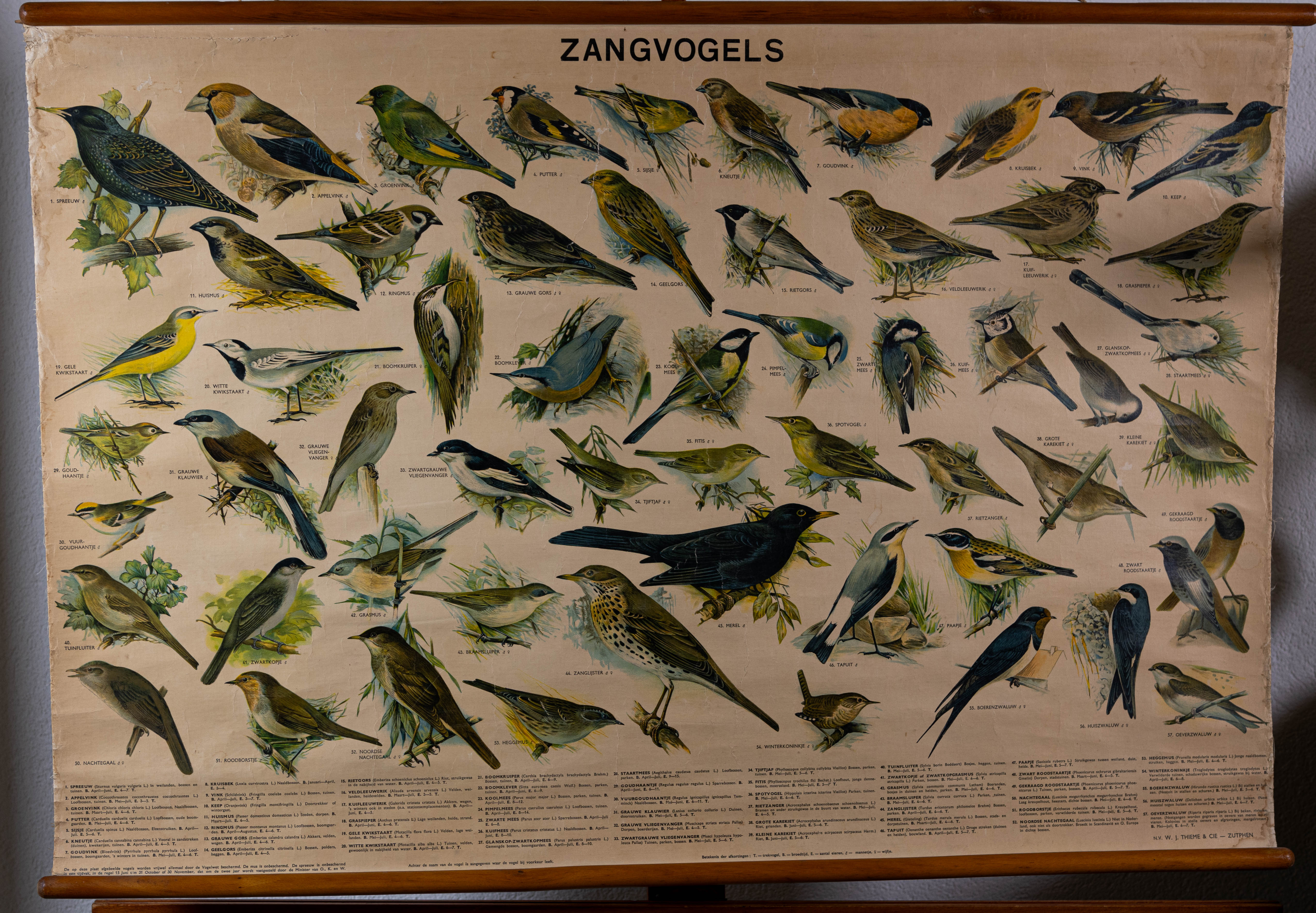 Zangvogels