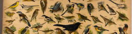 Zangvogels