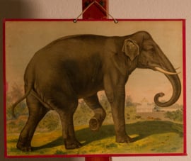 De Olifant