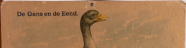 Gans Eend