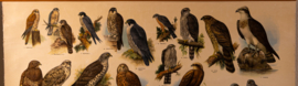 Dagroofvogels en uilen