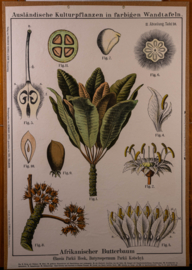 Afrikanische Butterbaum