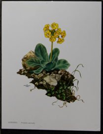 4 Schoolplaatjes    Botanisch  7