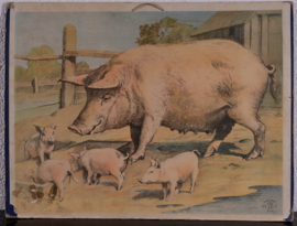 Varkens
