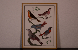 Vogelplaatje 4 Litho