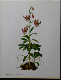 4 Schoolplaatjes    Botanisch  2