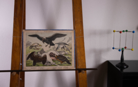 Schreiber Condor, Gier