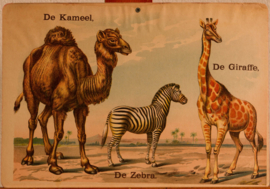 Aanschouwelijk onderwijs