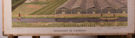Groenteteelt bij Loosduinen 3