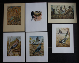 Beschermde vogels