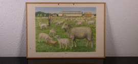 Schapen