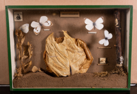 Vintage oude school  vitrine kastje  Groot Koolwitje