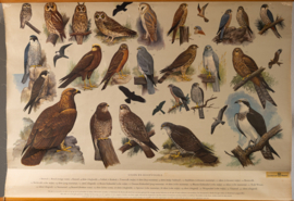 Uilen en Roofvogels