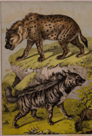 Schreiber Hond Wolf Hyena