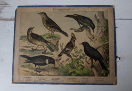 Schreiber Pestvogel, Beflijster