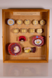 Vintage oude school vitrine kast  - Zwangerschap 1   .