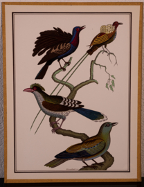 Vogelplaatje 2 Litho