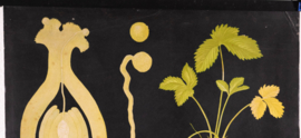 Vegatieve voortplanting