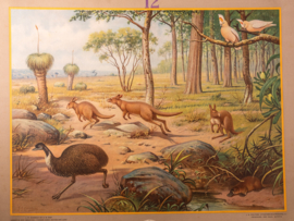 Uit de Australische dierenwereld