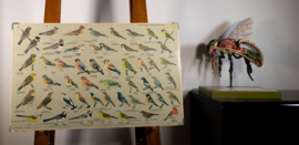 Zangvogels 2