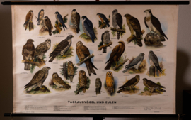 Dagroofvogels en uilen